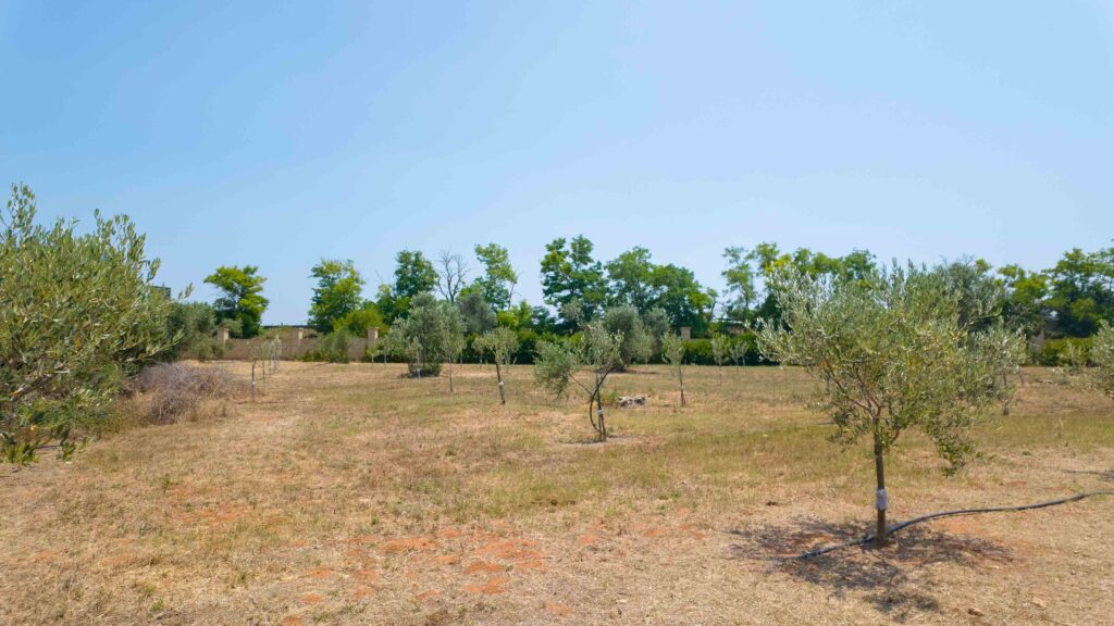 https://www.tenutaarbanoagallipoli.it/wp-content/uploads/2025/06/DJI_20250612124849_0185_D-1024x576.jpg